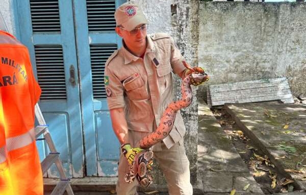 Corpo de Bombeiros resgata 978 animais no mês de fevereiro em 2024