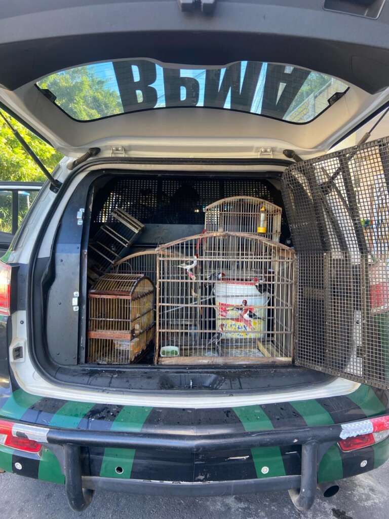 Homem é detido e 14 pássaros silvestres são resgatados pela PMCE no bairro Bonsucesso