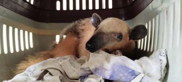 Tamanduá-mirim é resgatado pela PMCE na cidade de Caririaçu