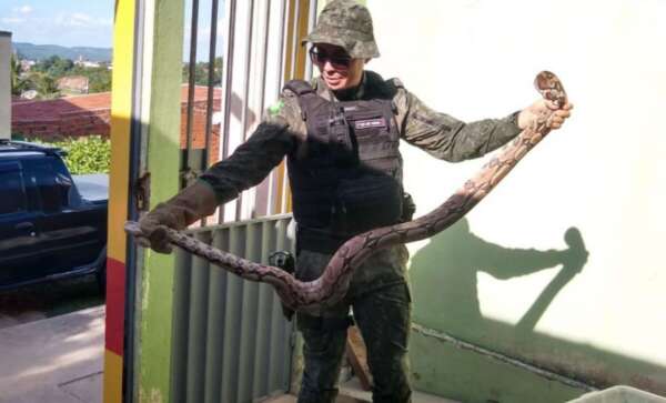 Em ações distintas, PMCE realiza resgate de duas cobras no Cariri