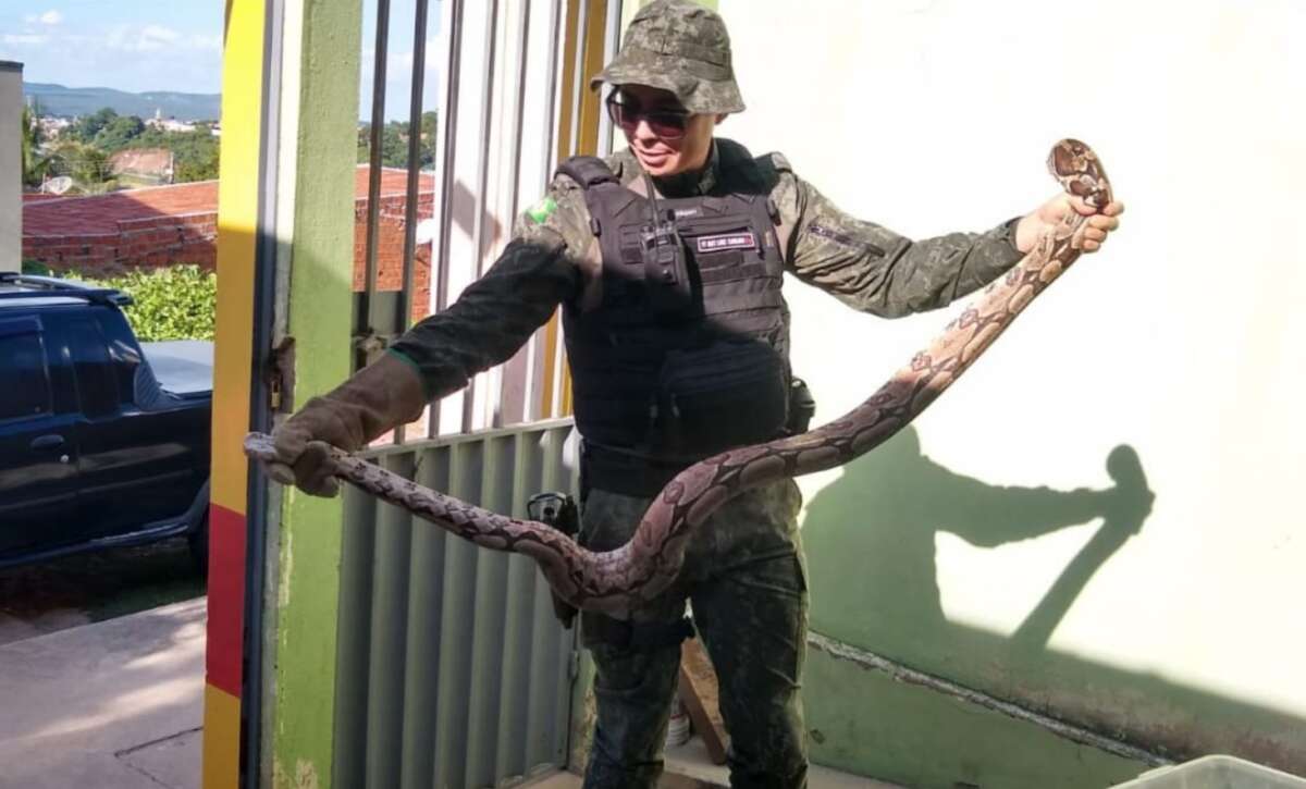 Em ações distintas, PMCE realiza resgate de duas cobras no Cariri