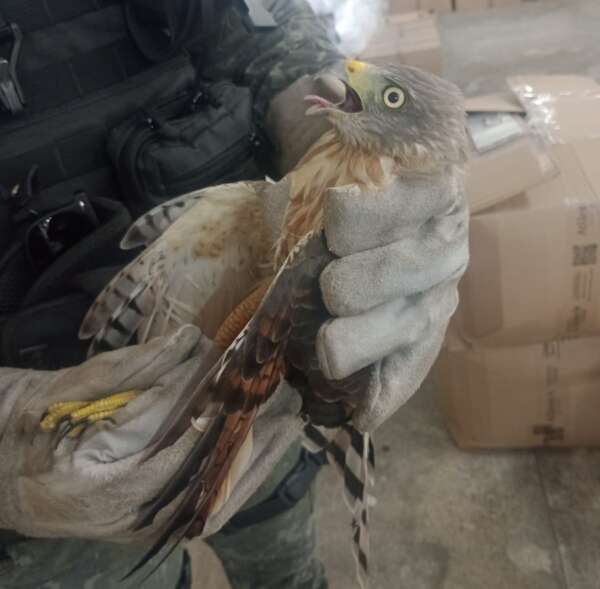 PMCE resgata gavião-carijó dentro de galpão no Henrique Jorge
