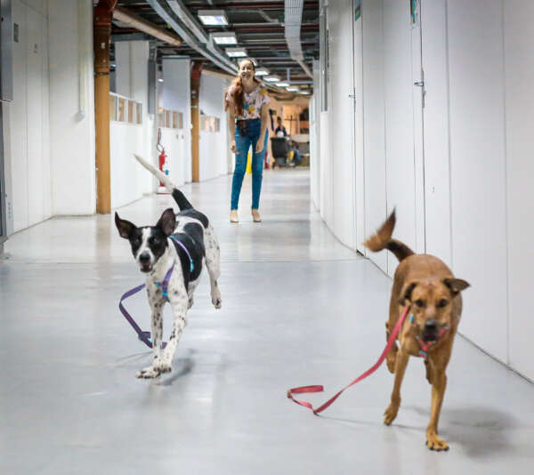 Cadelinhas mascotes da Arena Castelão completam um ano de adoção