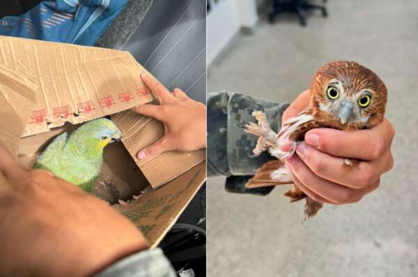 Polícia Militar do Ceará resgata papagaio e filhote de coruja na Barra do Ceará