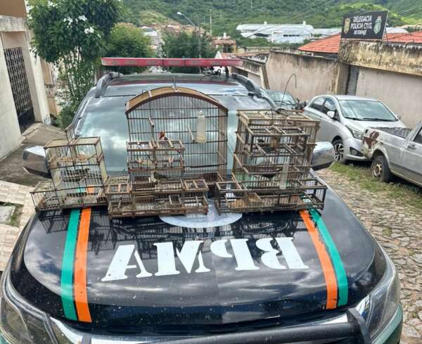 Homem é detido suspeito de crime ambiental e cinco pássaros são resgatados em Itapajé