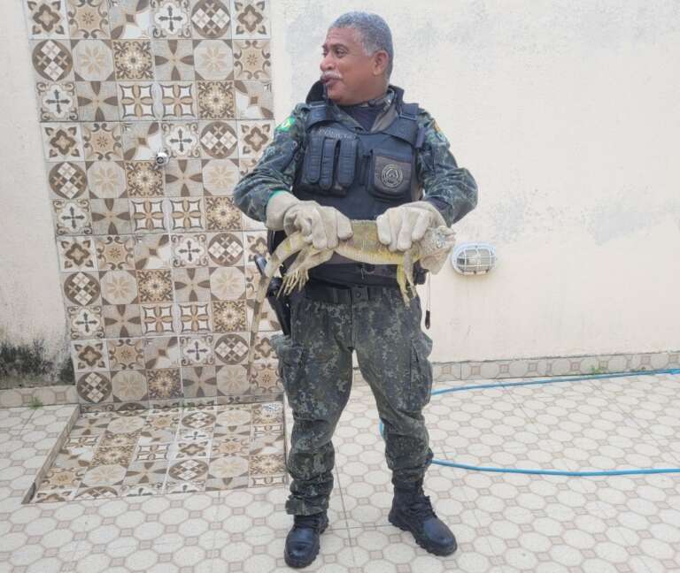 PMCE resgata iguana encontrada dentro de residência no Jangurussu
