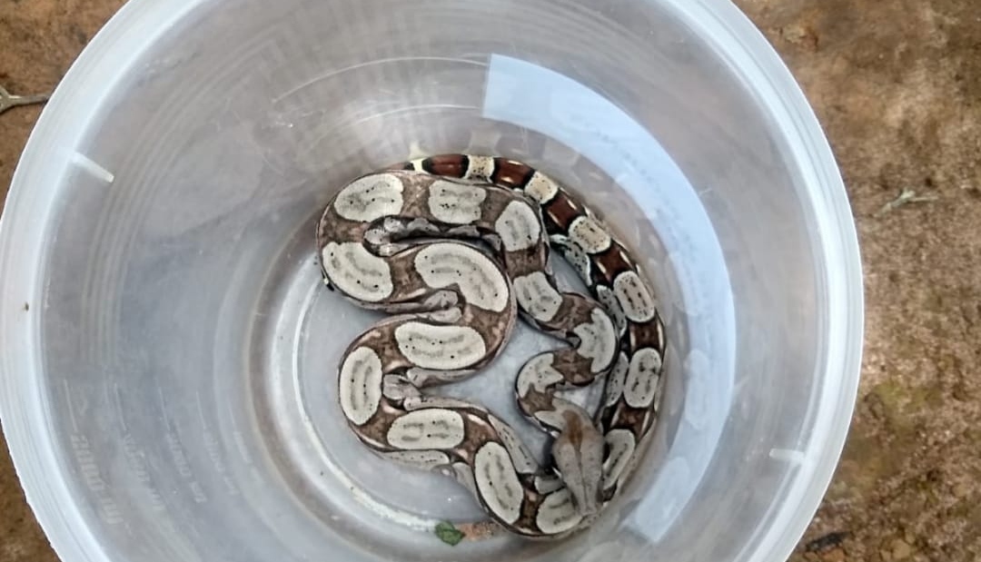 Jiboia é resgatada por equipe da PMCE em estacionamento no município de Juazeiro do Norte