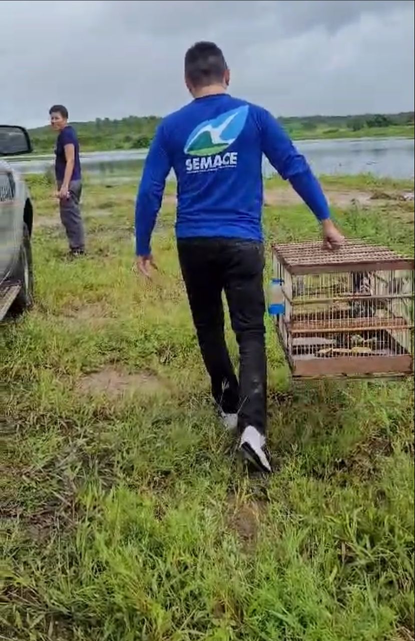 Semace e Ibama realizam a soltura de animais silvestres na RMF