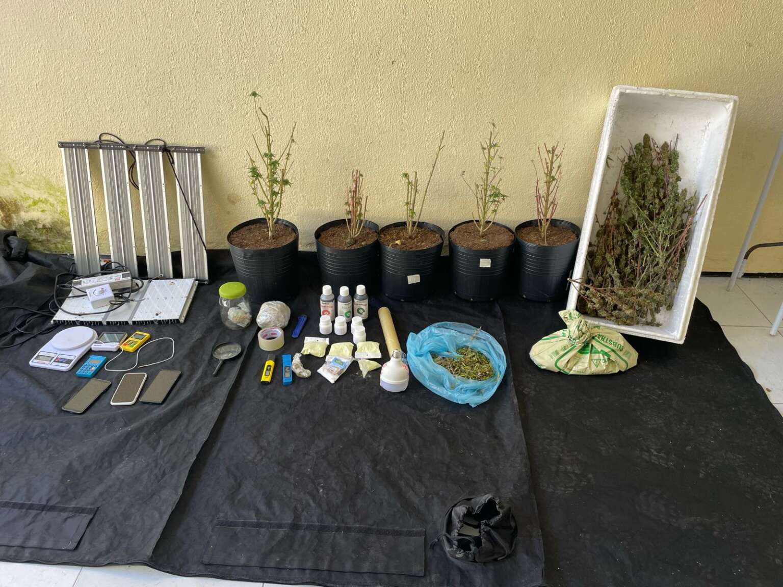 PMCE desativa imóvel utilizado como estufa para o cultivo de maconha em Messejana