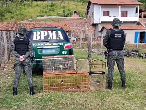 Polícia Militar realiza a soltura de 32 aves silvestres no Cariri e resgata coruja em Pacoti