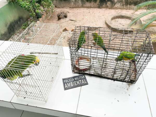 Mulher é detida e cinco pássaros silvestres são resgatados pela PMCE em Crateús