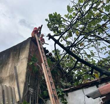 CBMCE realizou o corte de 967 árvores em situação de perigo neste ano