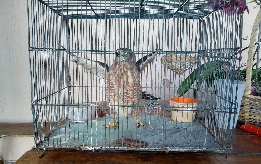 Polícia Militar resgata gavião carijó e jiboia em ações distintas na Região Sul do Estado