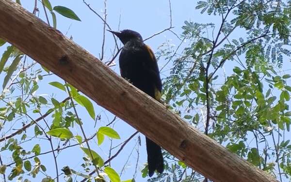 Semace publica Instrução Normativa sobre o Cadastramento de Áreas de Soltura de Animais Silvestres Nativos