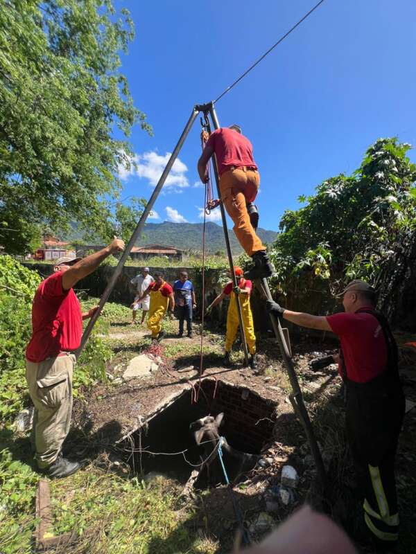 Bombeiros Militares resgatam vaca de fossa séptica em Maranguape