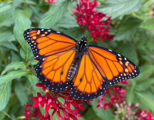Urca e Mirante do Caldas realizam abertura de Borboletário no próximo dia 12 de julho