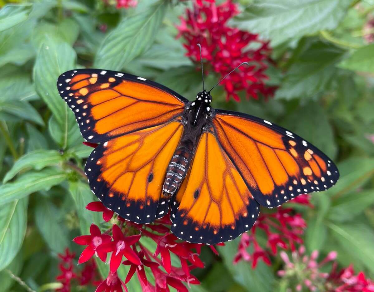 Urca e Mirante do Caldas realizam abertura de Borboletário no próximo dia 12 de julho