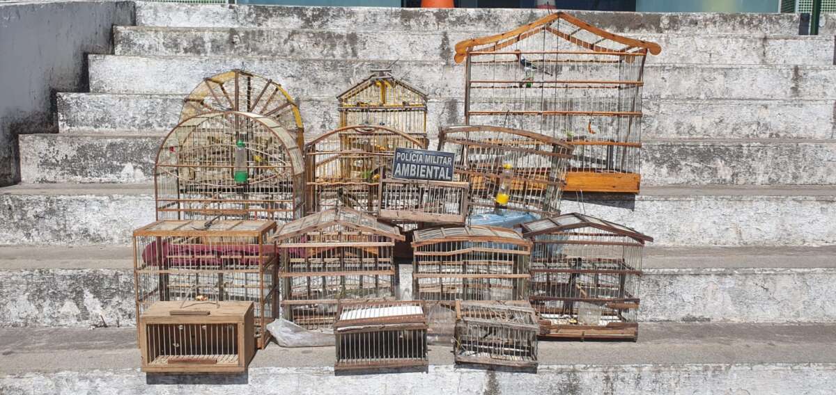 Em ações distintas, 10 pássaros silvestres são resgatados por equipes da PMCE na Capital e no Interior