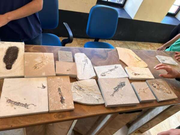 PMCE recupera fósseis durante fiscalizações em pedreiras no Cariri