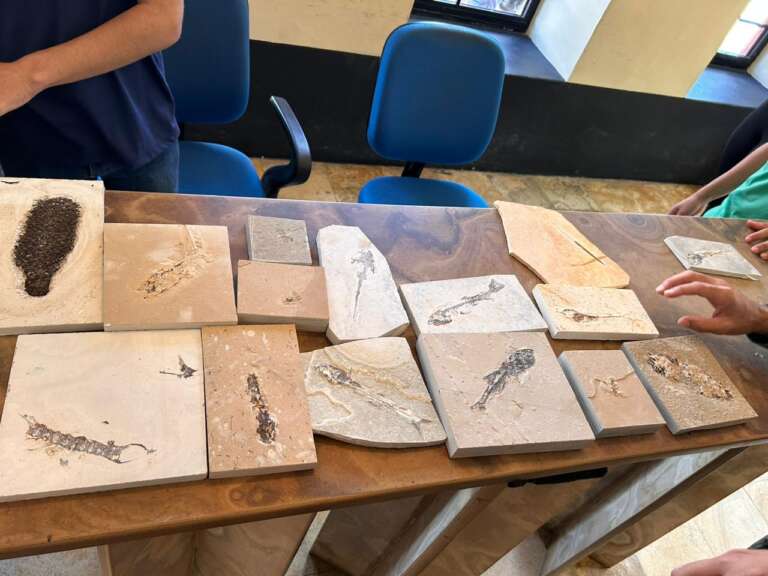 PMCE recupera fósseis durante fiscalizações em pedreiras no Cariri