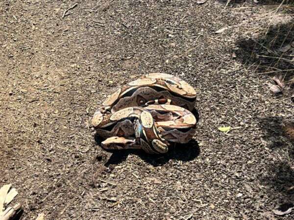 Suspeito de maus-tratos e caça ilegal é detido pela PMCE e animais silvestres são apreendidos no Cariri