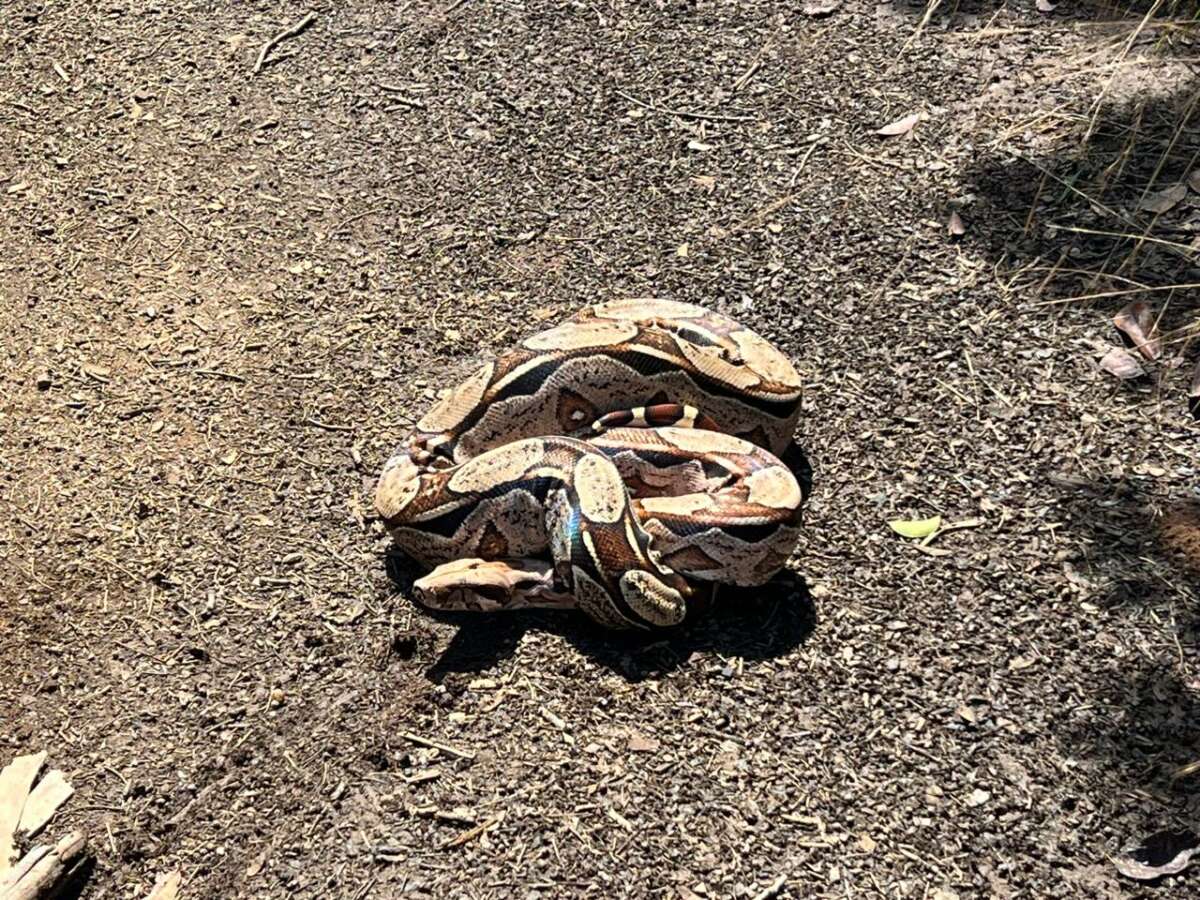 Suspeito de maus-tratos e caça ilegal é detido pela PMCE e animais silvestres são apreendidos no Cariri