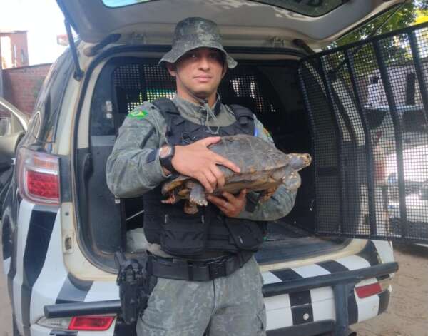 Jabuti é resgatado pela PMCE após ser encontrado em via pública no bairro Edson Queiroz