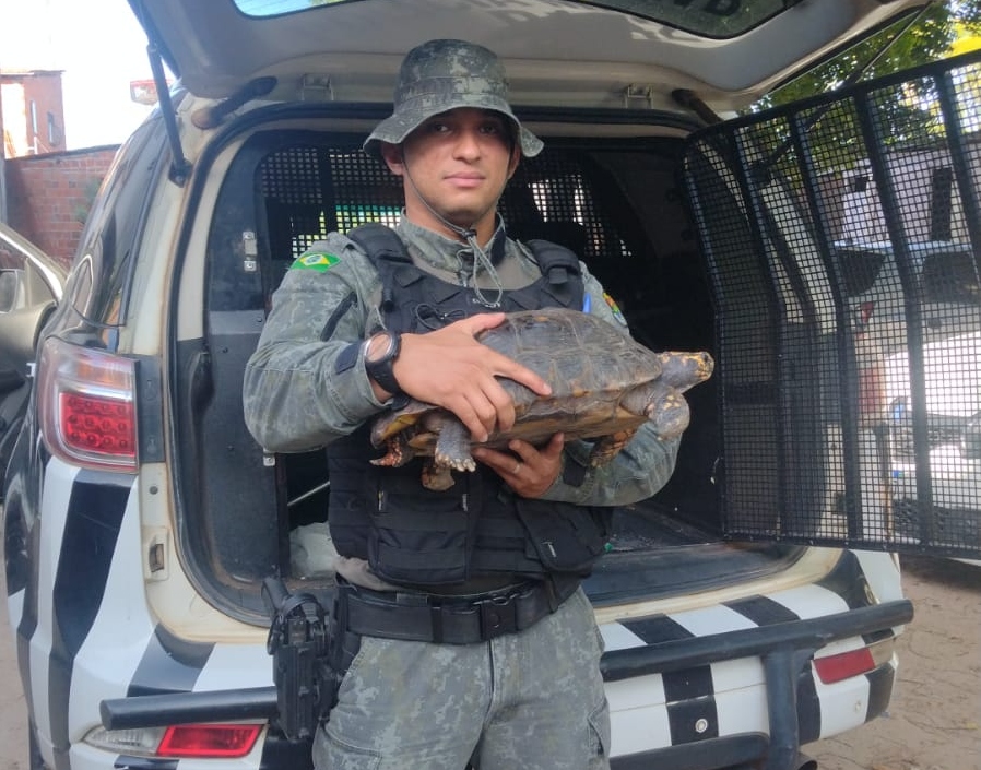 Jabuti é resgatado pela PMCE após ser encontrado em via pública no bairro Edson Queiroz