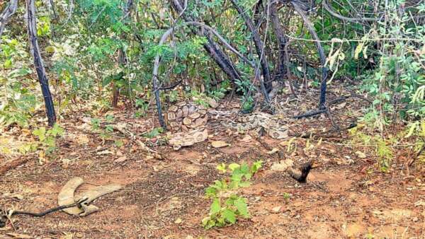 Em ações distintas, PMCE resgata jiboias e cassacos em Juazeiro do Norte