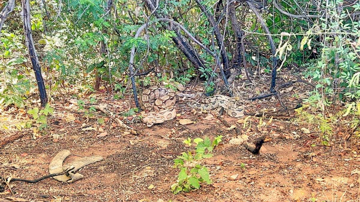 Em ações distintas, PMCE resgata jiboias e cassacos em Juazeiro do Norte