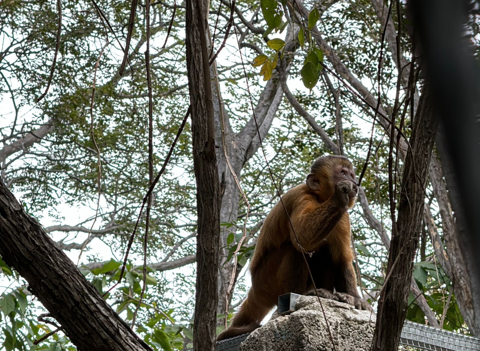 Vítimas de tráfico, macacos-prego estão se reinserindo na natureza