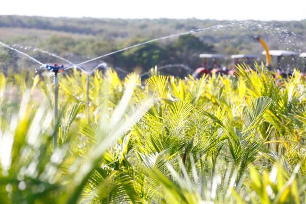 Em Itapipoca, governador Elmano visita instalações da nova unidade da empresa Dikoko