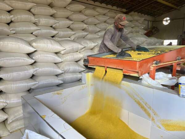 Impulsiona Ceará e Ceará Credi realizam encontro online com produtores do APL de Mandiocultura de Salitre