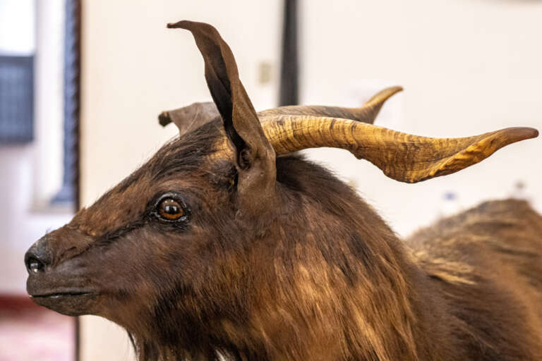 Exposição “Histórias do Museu do Ceará” marca o reencontro do povo com o Bode Ioiô