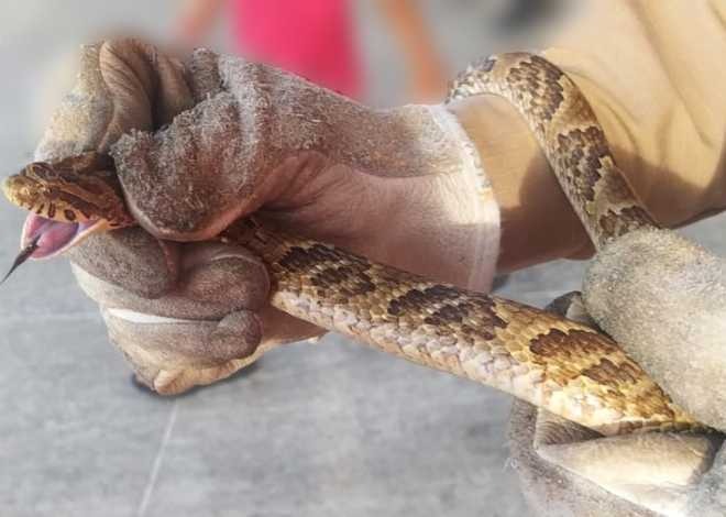 Cresce o número de animais resgatados pelo Corpo de Bombeiros no Ceará