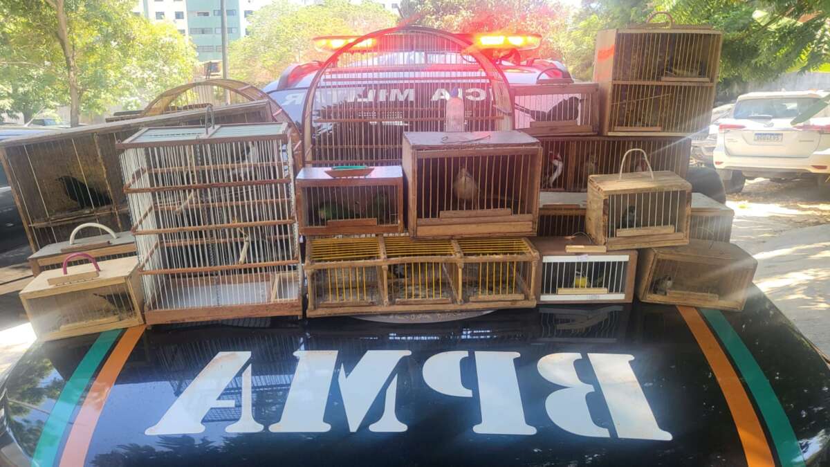 Polícia Militar resgata 36 aves silvestres no bairro Canindezinho