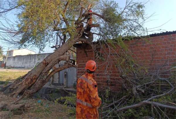 CBMCE cortou 1.240 árvores que ofereciam risco iminente em 2024