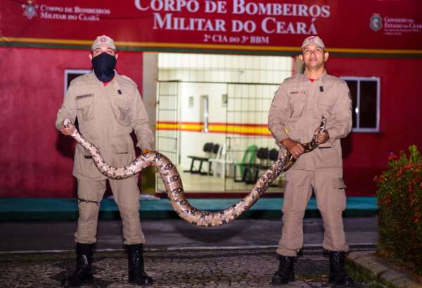 Bombeiros militares já resgataram 8.884 animais em 2024