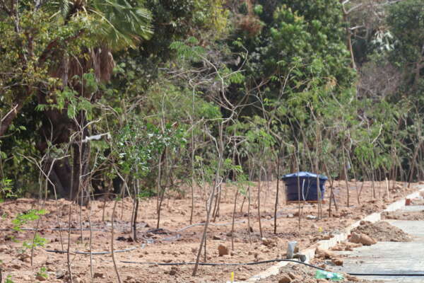 SOP realiza replantio de vegetação no entorno do HUCE