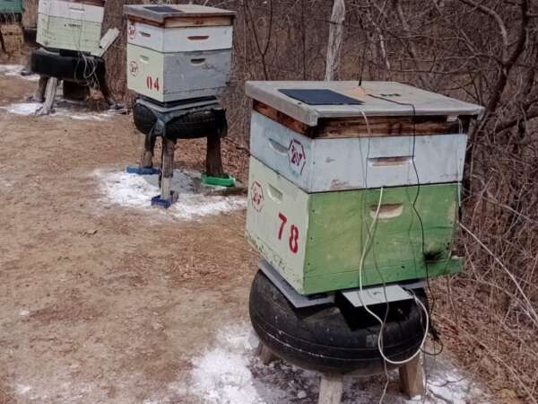 Impulsiona Ceará instala primeiras colmeias inteligentes em Crateús e Independência