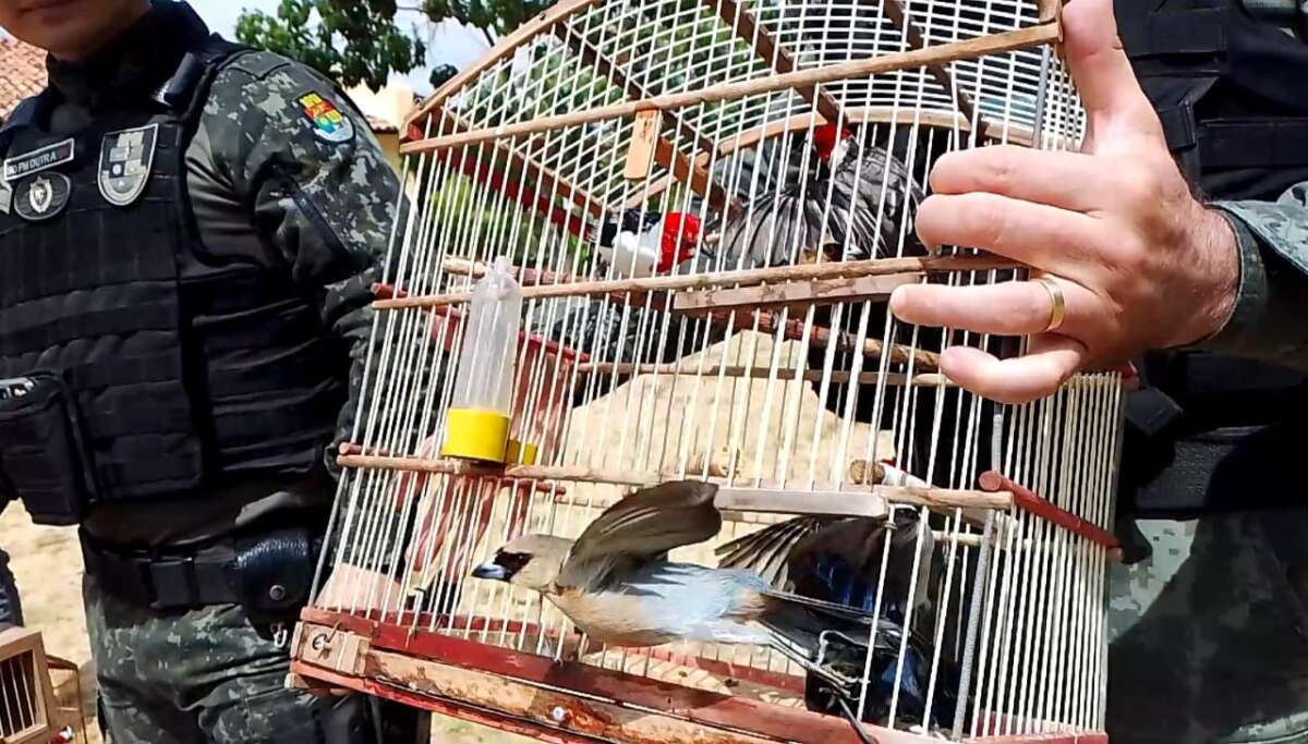 PMCE e ONG parceira realizam soltura de 44 aves vítimas de tráfico, comércio e criação ilegal no Cariri