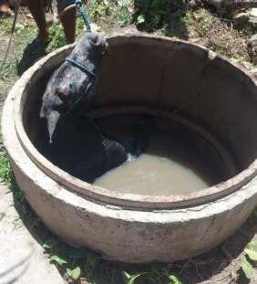 Bombeiros militares resgatam cavalo de dentro de cacimba em Caucaia