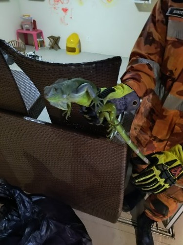 Bombeiros militares resgatam cobra e iguana na Região Metropolitana de Fortaleza