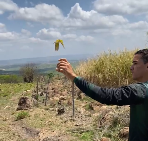 PMCE e ONG parceira realizam soltura de 72 aves vítimas de tráfico, comércio e criação ilegal no Cariri