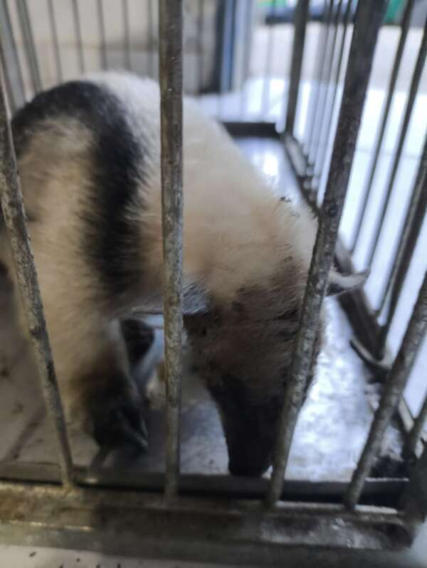 Filhote de tamanduá-mirim é resgatado pela PMCE em Aratuba