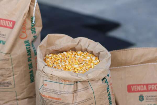 Hora de Plantar 2024/2025: SDA inicia entrega de sementes em Mauriti, no Cariri