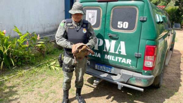 PMCE resgata jabuti em residência na cidade de Redenção