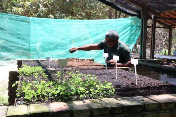 Sema distribui mais de 215 mil mudas de espécies nativas em 2024