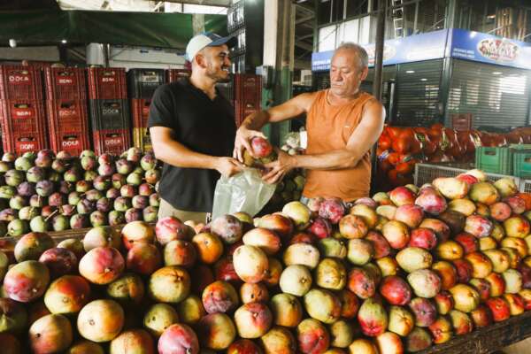 Preço da manga Tommy tem queda na Ceasa em Maracanaú