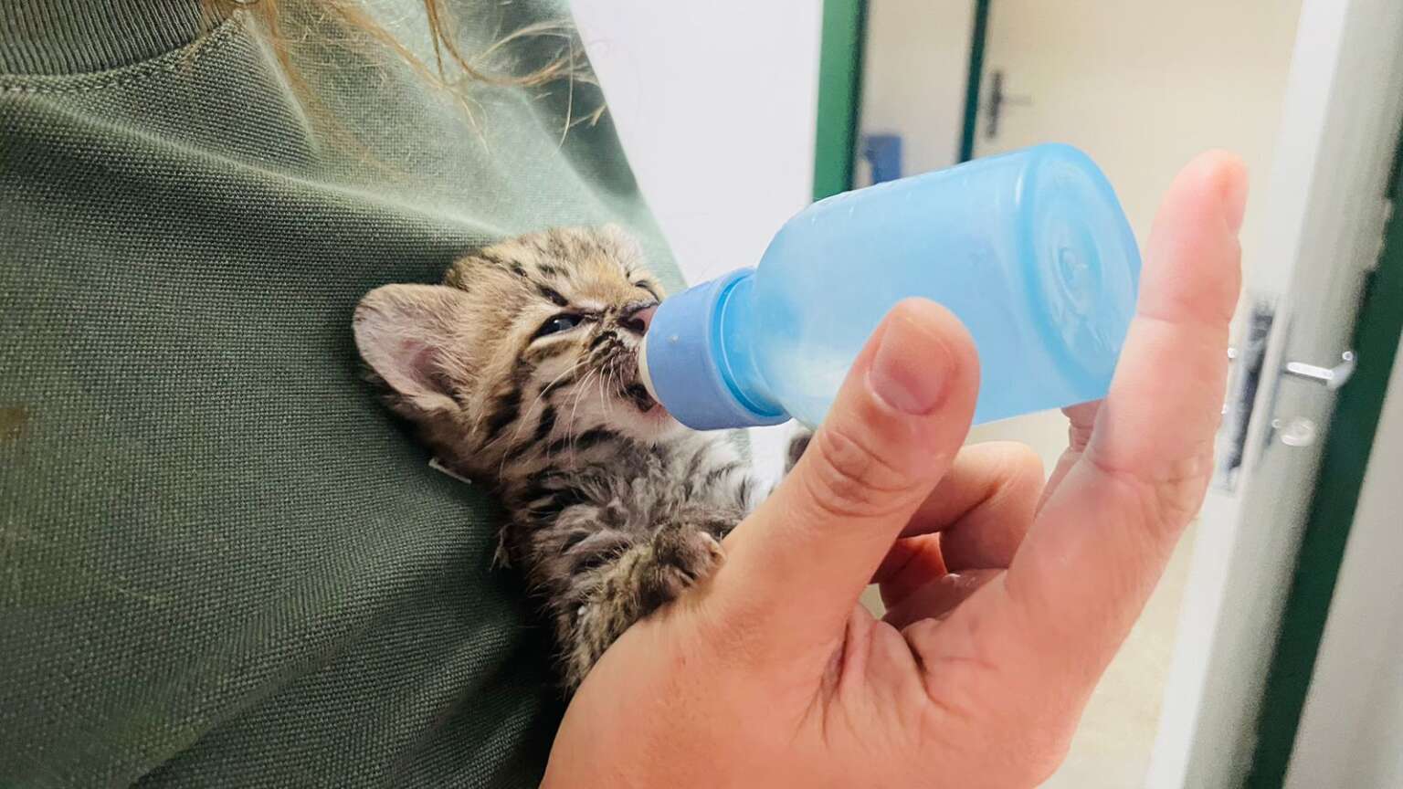 No Ceará, cerca de 12 mil animais foram resgatados pelas Forças de Segurança em 2024